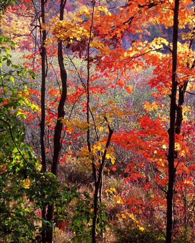 Foliage 1, Mahlon Dickerson Reservation, Morris County, NJ (MF).jpg Foliage 1, Mahlon Dickerson Reservation, Morris County, NJ (MF).jpg